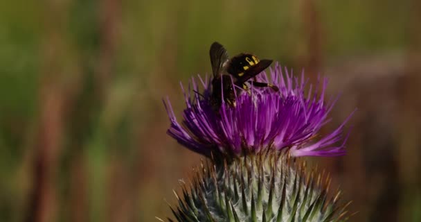 Pszczoła Zbiera Miód Fioletowym Kwiecie Onopordum Acanthium Skupienie Selektywne Makro — Wideo stockowe