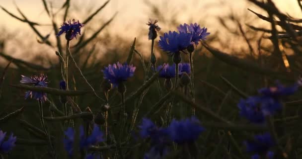 Niebieskie Kwiaty Kukurydzy Rosnące Polu Rolniczym Niebieskie Kwiaty Kukurydzy Latem — Wideo stockowe