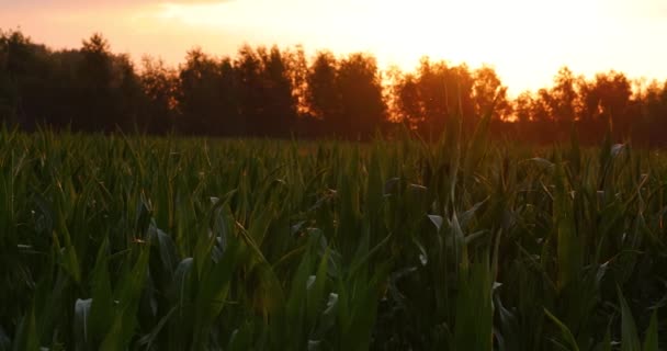 Світанку Поле Кукурудзи Зелене Поле Передмісті Ранок — стокове відео