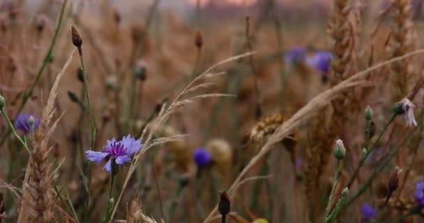 Niebieskie Kwiaty Kukurydzy Rosnące Polu Rolniczym Niebieskie Kwiaty Kukurydzy Latem — Wideo stockowe