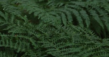 Büyük yeşil eğrelti otları ve hafif rüzgarda sallanan yapraklar..