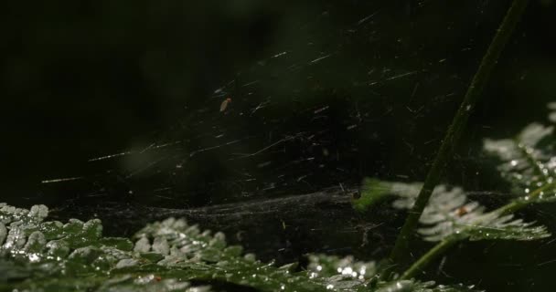 Große Grüne Farnbüsche Mit Langen Gefiederten Blättern Wiegen Sich Leichten — Stockvideo