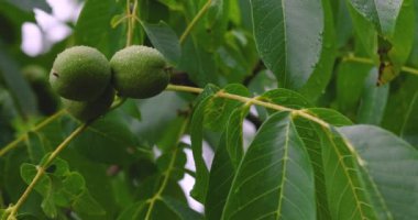 Ceviz ağaçta olgunlaşır, yağmur damlaları taşaklardan akar..