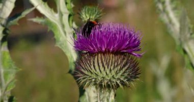 Arı mor bir çiçek olan Onopordum Acanthium 'da bal toplar. Seçici Odaklanma.