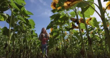 Mom and daughter run in the field of sunflowers, cheerful happy childhood.