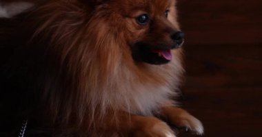 Portrait of a brown spitz, macro shot, groomer.