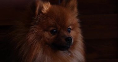 Portrait of a brown spitz, macro shot, groomer.