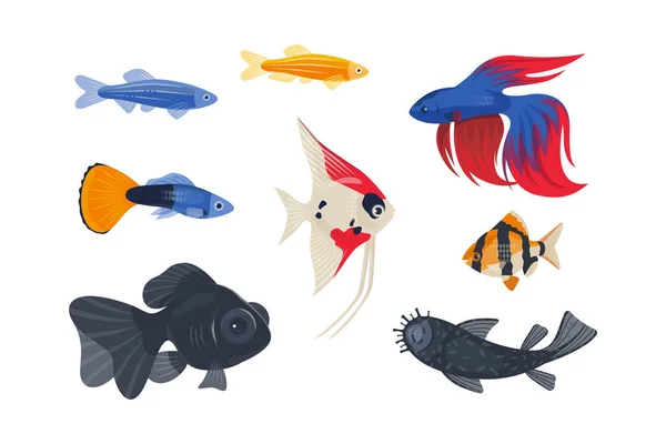 Popular Aquarium Fish White Background — ストックベクタ