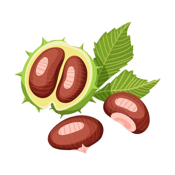 Raw Chestnuts Leaf Vector Illustration — 스톡 벡터