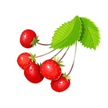 Strawberry with leaves isolated on a white background. Vector illustration