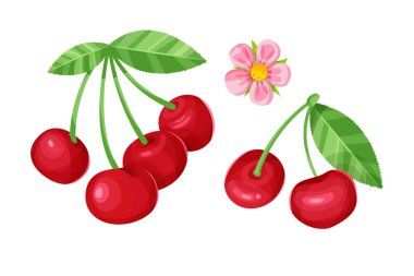 Vector set of cherry with leaves and flower isolated on a white background.