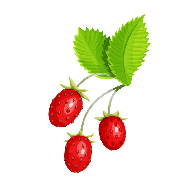 Strawberry Leaves Isolated White Background Vector Illustration — Vetor de Stock