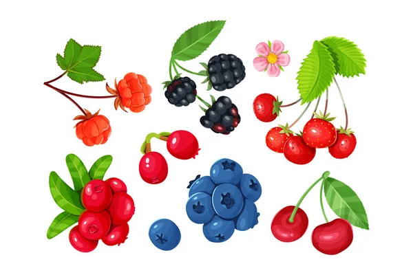 Set Various Juicy Berries Isolated White Background Cherries Blackberries Blueberries — Vettoriale Stock