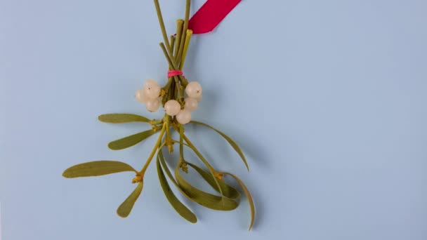 Red Bow Tied Bunch Mistletoe White Berries Green Leaves Christmas — Stock Video