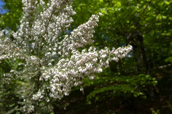 Erica Lusitanica Rudolphi Portuguese Heath Spanish Heath Blooming Montegrande Beech — Stock Photo, Image