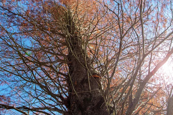 Metasequoia Glyptostroboides Oder Morgendämmerung Mammutbaum Stamm Und Äste Mit Herbstlich — Stockfoto