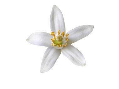 Beyaz üzerine izole edilmiş portakal ağacı çiçeği tek beyaz çiçek. Neroli narenciye çiçeği.