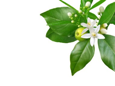 Beyaz kokulu çiçekleri, tomurcukları, yaprakları ve beyaz meyveleri olan portakal ağacı dalı. Neroli çiçekli köşe..