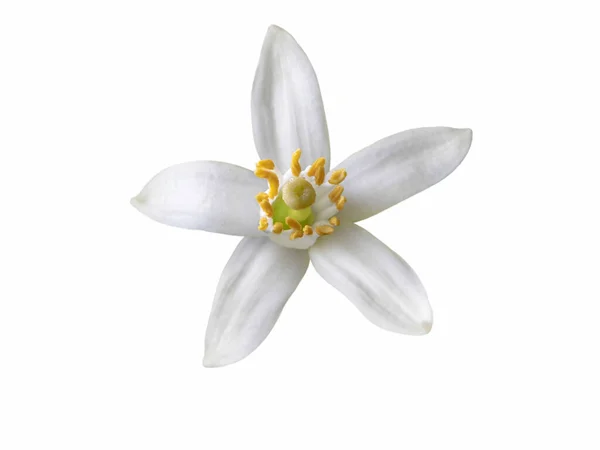 Fleur Oranger Simple Fleur Blanche Isolée Sur Blanc Neroli Fleur — Photo