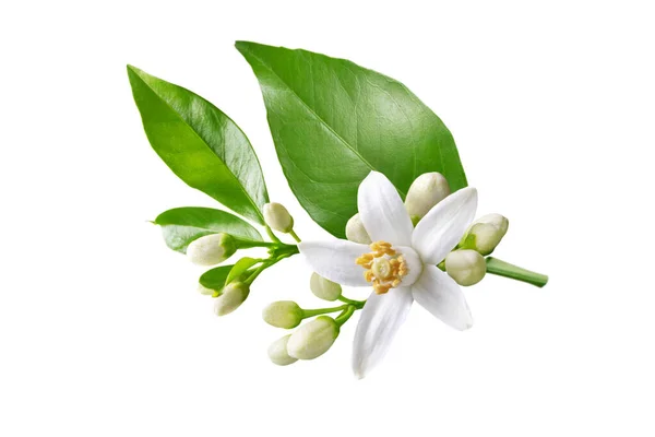 Beyaz çiçekleri, tomurcukları ve beyaz yaprakları olan portakal ağacı dalı. Neroli çiçeği. Citrus çiçeği.