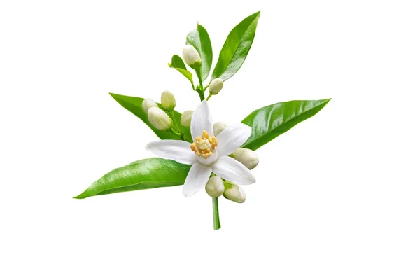 Orange Blossom Branch White Flowers Buds Leaves Isolated White Neroli — Zdjęcie stockowe