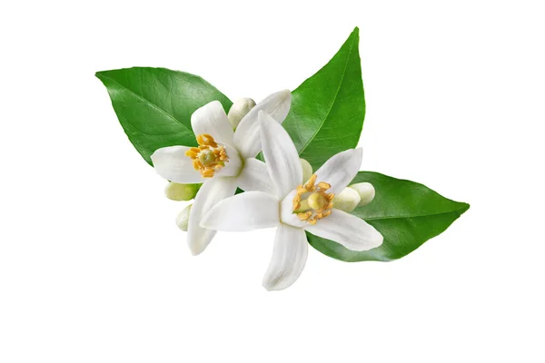 Neroli çiçeği. Citrus çiçeği. Portakal ağacı beyaz çiçekleri, tomurcuklar ve yapraklar beyaz üzerine izole edilmiş. 