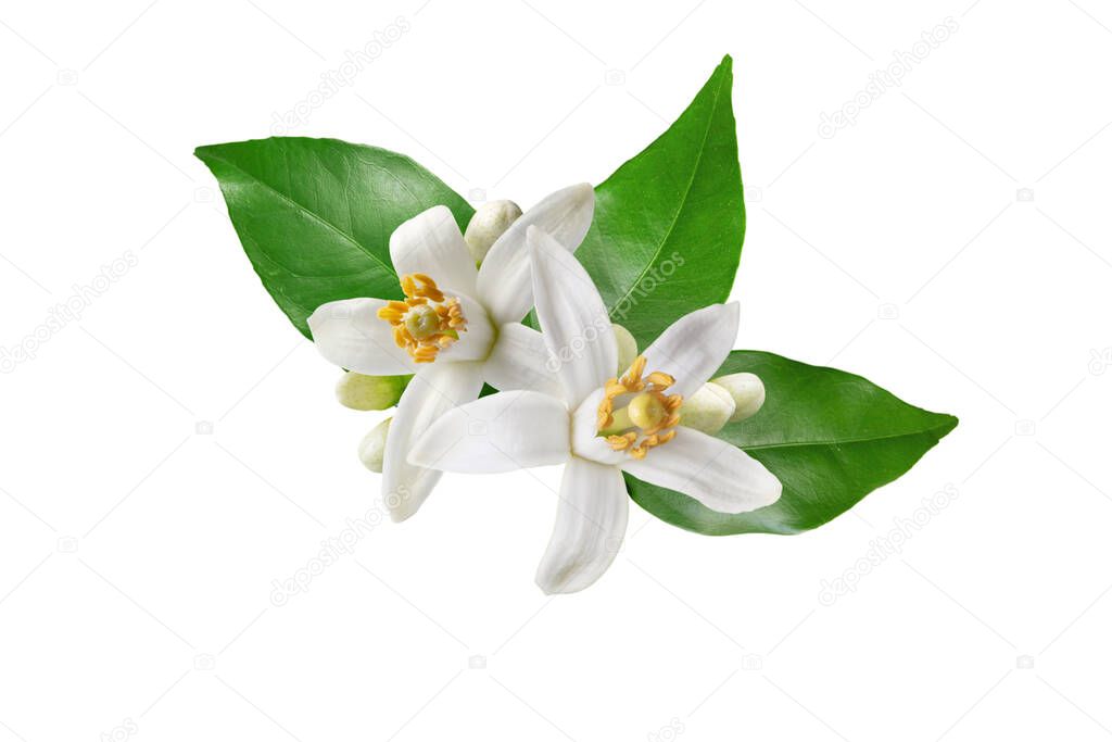 Neroli blossom. Florecen los cítricos. Naranjo flores blancas, brotes y