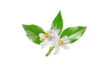 Neroli blossom branch with white flowers, buds and leaves isolated on white. Orange tree citrus bloom. clipart