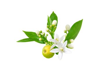Beyaz kokulu çiçekleri, tomurcukları, yaprakları ve beyaz meyveleri olan portakal ağacı dalı. Neroli çiçeği..