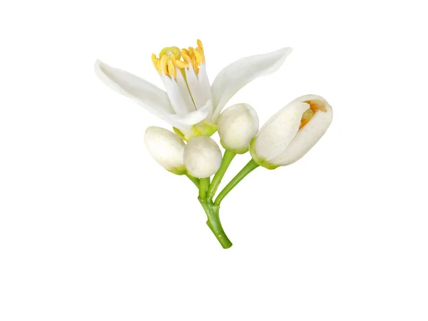 Neroli Rozkvétají Bílé Květy Pupeny Izolované Bílém Pomerančový Květ Citrusů — Stock fotografie