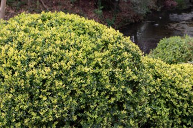 Sıradan kutu, Avrupa kutusu, ya da bahçedeki her zaman yeşil olan budanmış çalı. Buxus sempervirens otu sembolize eder. Çeşitlendirilmiş tarla kuşu.