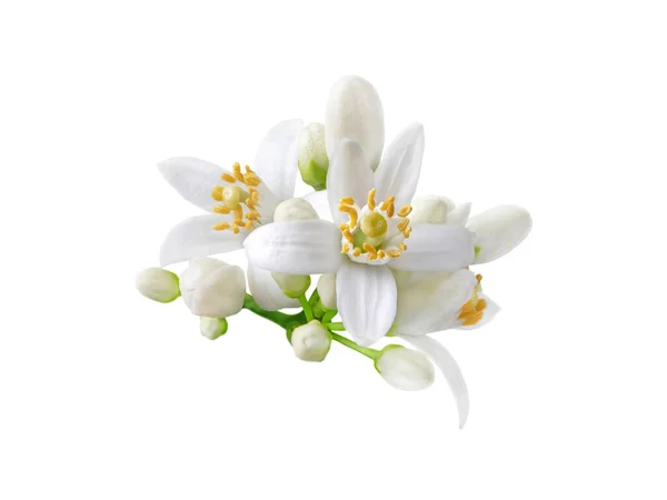 Neroli çiçeği. Citrus çiçeği. Portakal ağacı beyaz çiçekleri ve tomurcukları beyazlar üzerinde izole edilmiş..