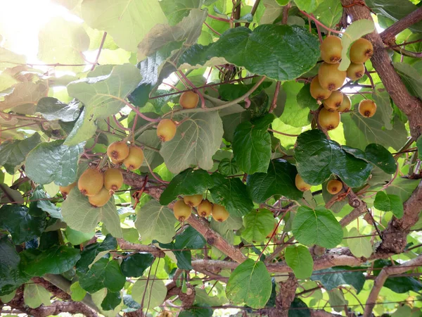 Kiwi Kiwifruit Chinese Gooseberry Branches Fruits Leaves Plantation Actinidia Deliciosa — Stock Photo, Image