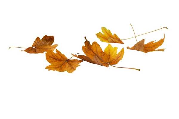 Maple Seco Marrom Caído Folhas Montão Isolado Branco Temporada Outono — Fotografia de Stock