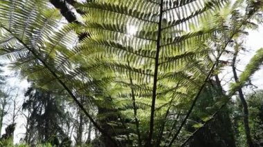 Sphaeropteris Excelsa veya Cyathea brownii veya Norfolk ağacı eğreltiotu veya ormandaki eğreltiotu..
