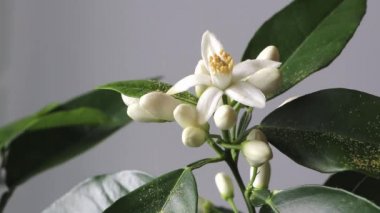 Portakal ağacı kokulu çiçekler ve tomurcuklara sarı toz serpiştirilmiş dallar. Tozlu parfüm kokusu konsepti. Neroli çiçeği. Azahar çiçekleri.