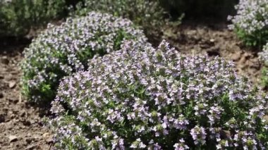 Thymus vulgaris bitkileri rüzgarda sallanıyor. Kekik desenli, küçük mor çiçekli çalılar..