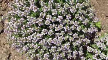 Thymus vulgaris bitkisi rüzgarın üstünde sallanıyor. Tarlada küçük mor çiçekli kekik desenli yuvarlak çalılar..