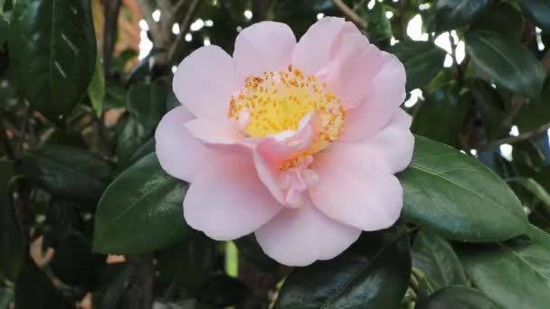 Pink Camellia Flower Sway Wind Garden — Stock Video