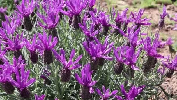 Lavandula Stoechas Испанский Увенчанный Французский Цветок Лаванды Весенний Фиолетовый Цветок — стоковое видео