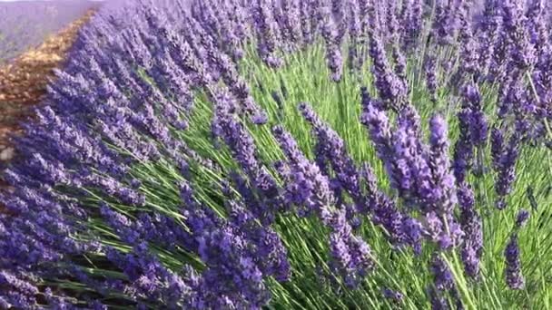 Floración Abundante Plantas Lavanda Plantación Lavandula Angustifolia Cerca Brihuega España — Vídeo de stock