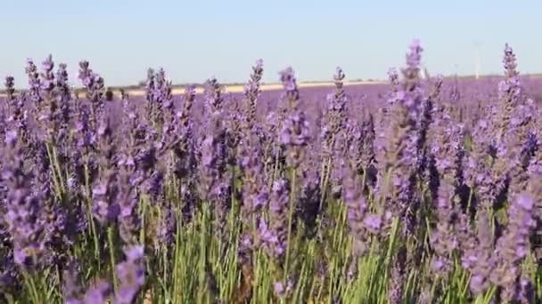 Lavender Field Sunny Landscape Brihuega Purple Flowers Swaying Wind — Stock Video