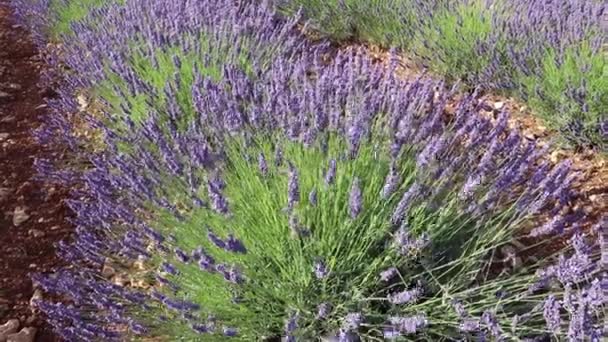 Lavendel Lila Doftande Blommor Svajande Vinden Vid Fältet Nära Brihuega — Stockvideo
