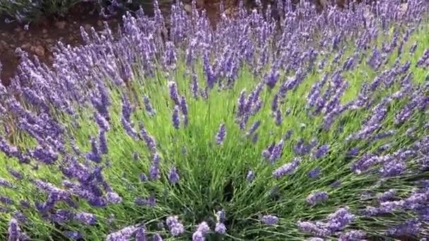 Lavender Purple Flowers Plantation Brihuega Lavandula Angustifolia Plants — Stock Video