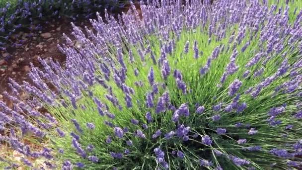 Purple Lavender Flowers Swaying Wind Field Brihuega Lavandula Angustifolia Plantation — Stock Video