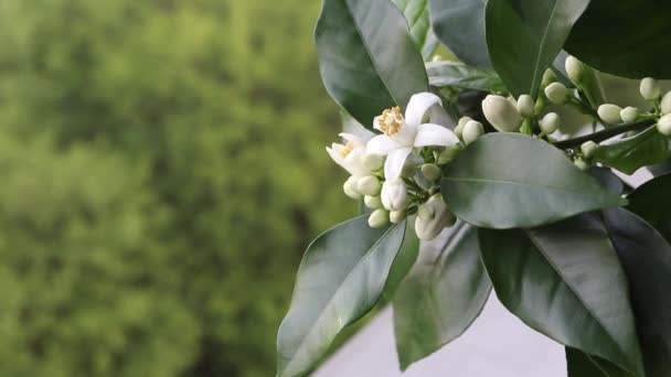 春を思わせる背景に白い花や蕾が風に揺れるオレンジ色の木の枝 ネロリの花 — ストック動画