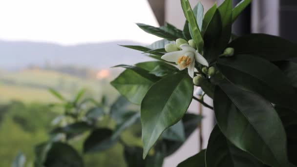 早朝にはオレンジの木の白い芳香のある花や蕾の枝が風に揺れる ネロリの花 アザハル香水の開花 — ストック動画