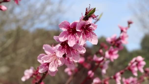 Brzoskwiniowe Drzewo Różowe Kwiaty Kołyszą Się Wietrze Kwiat Wiosenny — Wideo stockowe