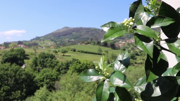 阳光明媚的下午 风吹着白芽的橙树枝条在朦胧的乡村背景上 — 图库视频影像