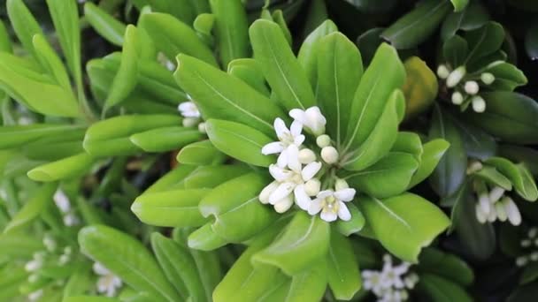 Mock Orange Oder Pittosporum Tobira Weißen Duftenden Blüten Und Blättern — Stockvideo